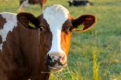 US Is Safe From Mad Cow Disease